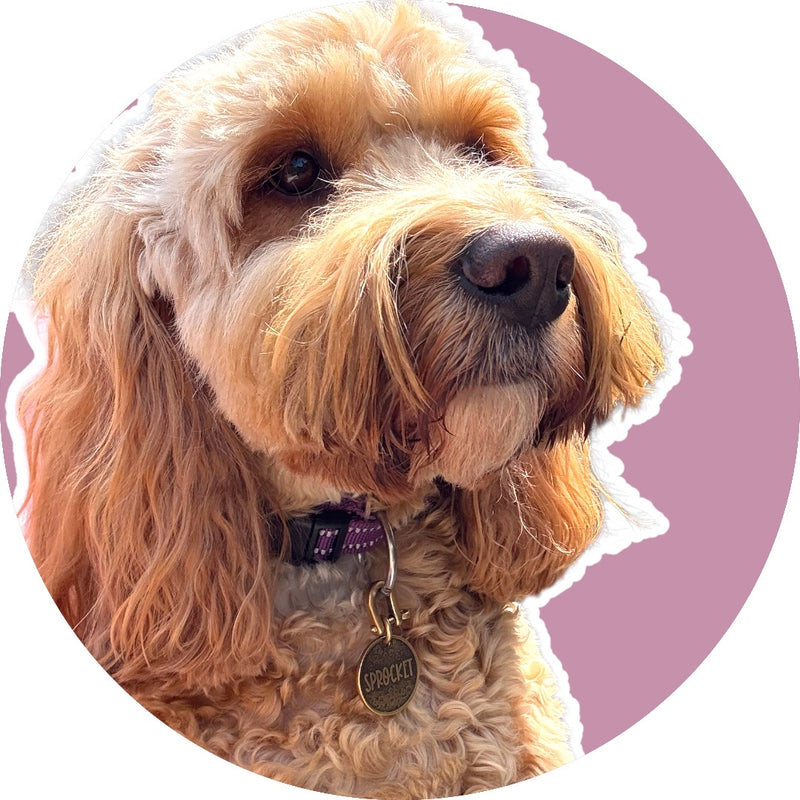 Sprocket